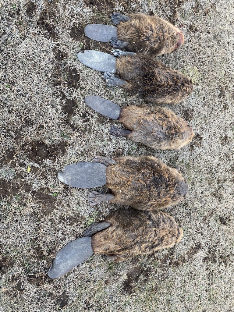 beaver removal