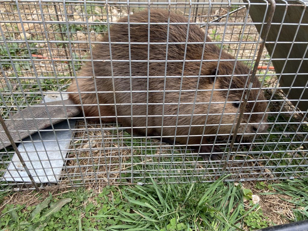 beaver removal