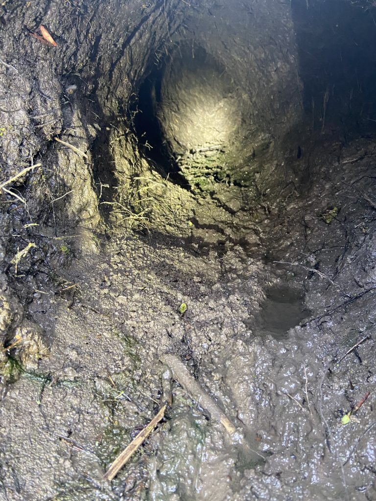 beaver burrow