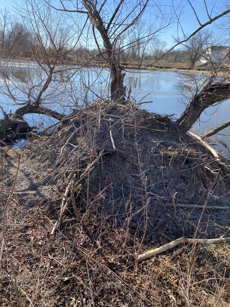 beaver lodge