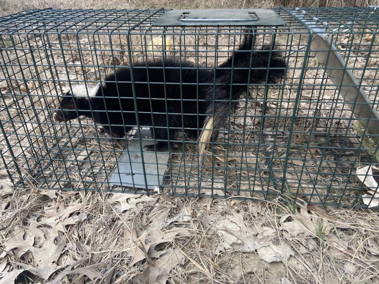 skunk removal